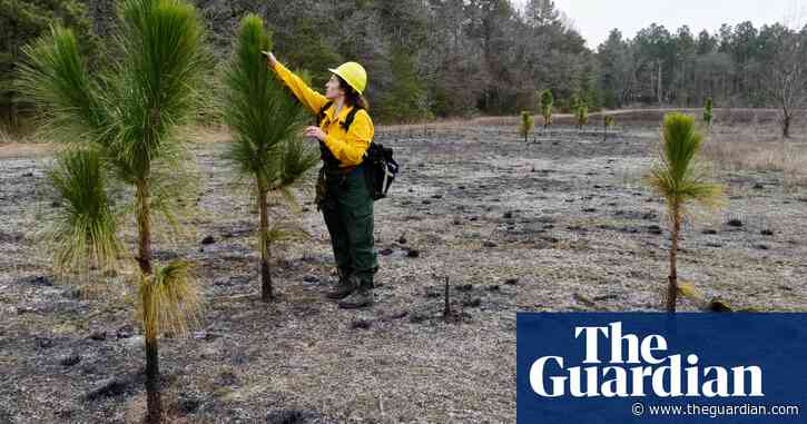 Trees can’t move fast enough to escape a warming climate. Should we help them?