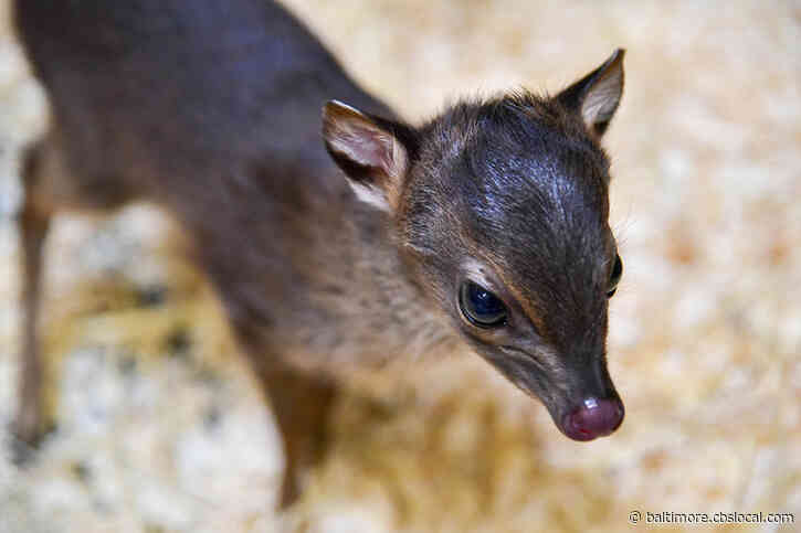 Maryland Zoo Announces Birth Of Male Blue Duiker
