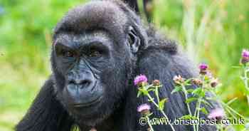 This is when Bristol Zoo will reopen