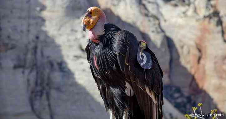 California condors seen in Sequoia National Park after nearly 50 years