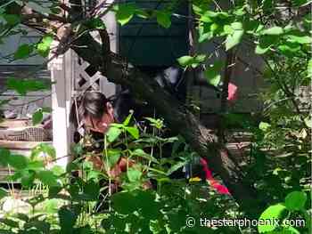 Saskatoon police board calls special meeting, family of man seen being punched by police officers in video say he is missing