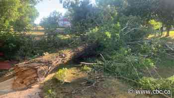 Storms packing high winds down trees, damage buildings across southwestern Saskatchewan