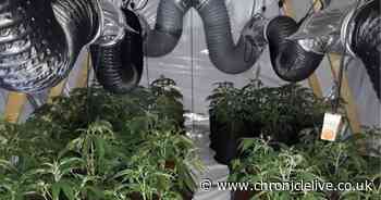 Woman questioned after police find cannabis farm in Longbenton
