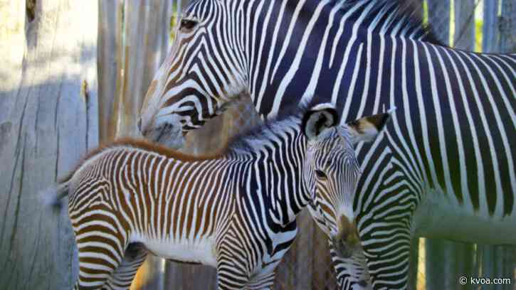 Baby Zebra ignites Tucson with excitement after born at Reid Park Zoo on July 4th
