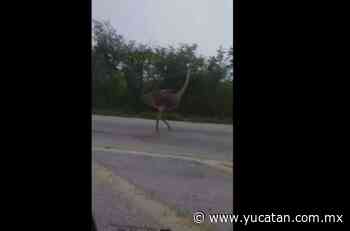 Viral: Captan a avestruz en la vía Kimbilá-Izamal (vídeo) - El Diario de Yucatán
