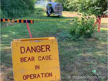 Black bear that's made a home in Mud Lake to be relocated: NCC
