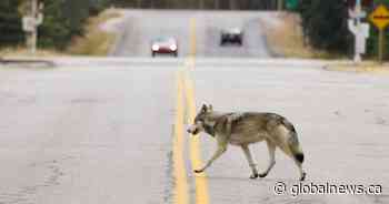 Parks Canada issues warning, closures in Banff following sightings of ‘bold’ wolf