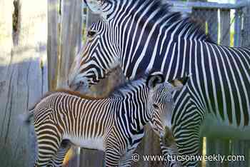 Anna the Zebra Gives Birth to a Baby Boy