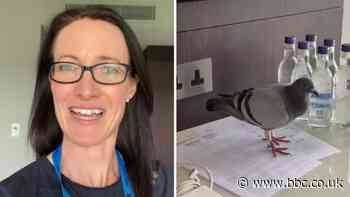 Cricket: A pigeon flies into BBC cricket commentator Alison Mitchell's room