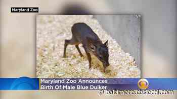 Maryland Zoo Announces Birth Of Male Blue Duiker - CBS Baltimore