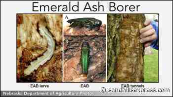 Emerald Ash Borer Moving Slowly Moving West; Emerald Ash Borer Confirmed In Kearney - Sand Hills Express