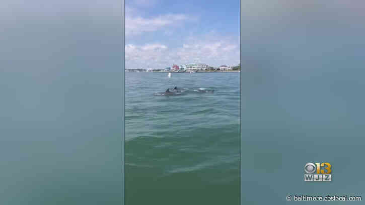 Dolphins Swimming In Ocean City, Maryland Caught On Camera By Natural Resources Police Officer