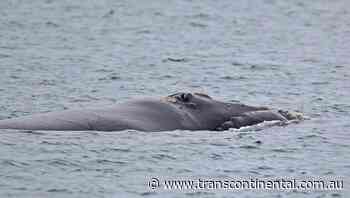 Southern right whale calf spotted in Portland waters - The Transcontinental