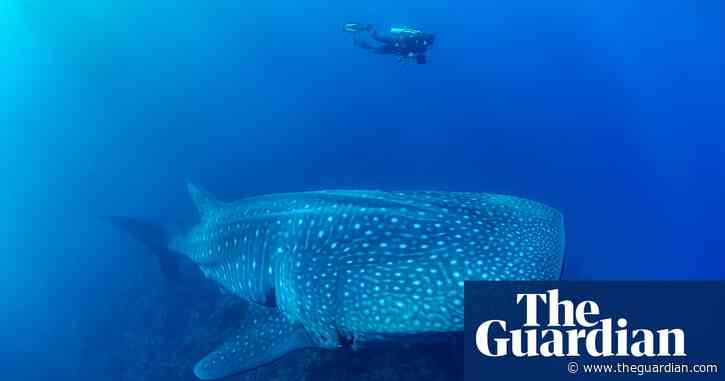 The ocean’s largest mystery – why has no one seen a whale shark give birth?