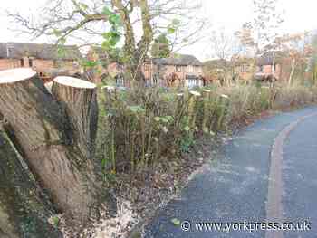 LETTER: Protect our trees - and birds' nests