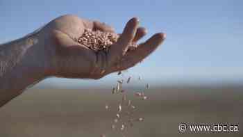 Canadian barley exports surging on booming demand from China for beer