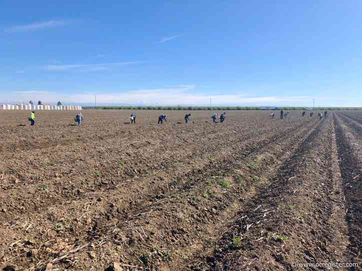 America can’t eat without farmworkers