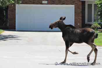 MNR trying to track down moose in Orillia (5 photos) - OrilliaMatters