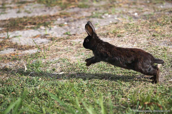Deadly Virus Targeting Rabbits Detected In Orange County