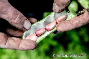 Tuinbonen komen nu van het land: dit zijn de lekkerste
