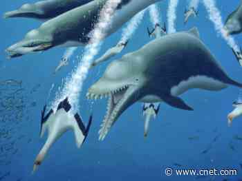 Massive extinct dolphin was an apex predator with whale-like features     - CNET