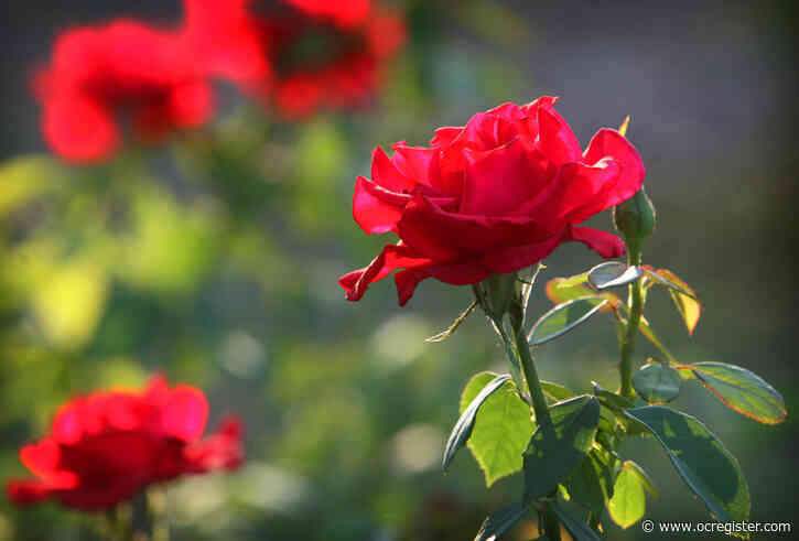 Master Gardener: Diagnosing black spots on roses