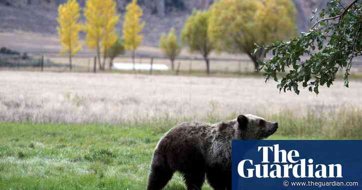 Victory for Yellowstone's grizzly bears as court rules they cannot be hunted