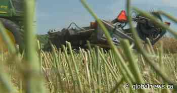 Rain, hail damage crops in Saskatchewan
