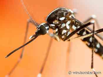'Aggressive' mosquito breed found in Windsor