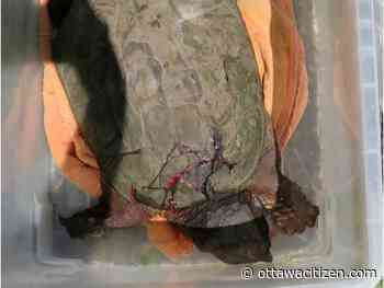 Momma snapper and eggs saved from certain death near Almonte