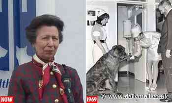SEBASTIAN SHAKESPEARE: Princess Anne's animal care charity is put out to pasture 