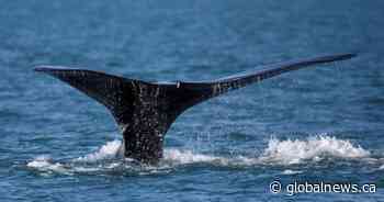 North Atlantic right whales nearing extinction, international nature body says 