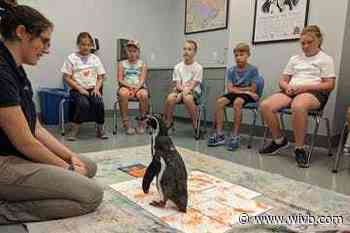 Aquarium of Niagara will offer virtual program to watch penguins “paint”