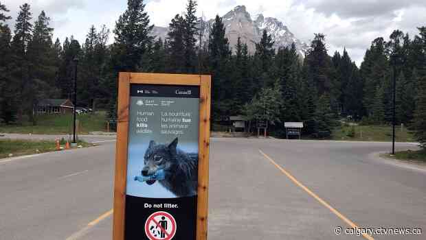 Wolf killed by Parks Canada in Banff, more incidents under investigation