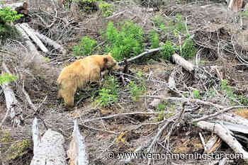 Conservation officers relocate Spirit bear known to roam northwestern BC - Vernon Morning Star