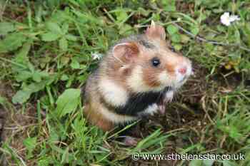 European hamster classed as critically endangered as nature crisis continues - St Helens Star