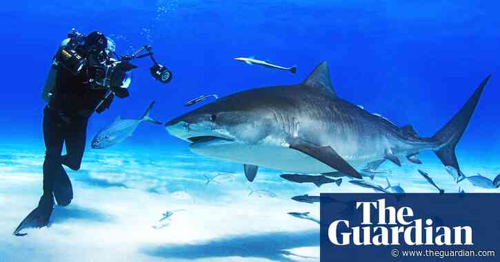 'People want blood and gore': what we got wrong about filming sharks
