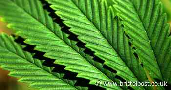 'Gardener' was nurturing cannabis crop in Weston