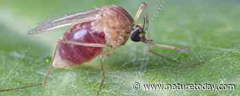 Deze zomer landelijk onderzoek naar #steekmuggen; meld mate van muggenoverlast via www.muggenradar.nl