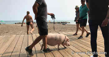 Someone was spotted walking a pig in Toronto but is that legal? - blogTO