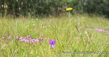 Why campaigners want Newcastle City Council to stop grass cutting
