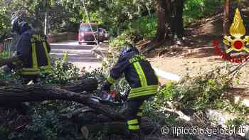 A Trieste bora oltre i 90 km/h: in via Rigutti albero cade sui cavi elettrici - Il Piccolo