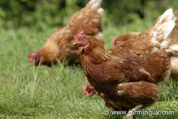 Free ranging hens lay more eggs, scientists say