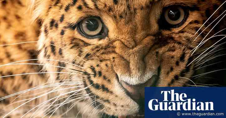 Wildlife traffickers target lion, jaguar and leopard body parts  as tiger substitutes