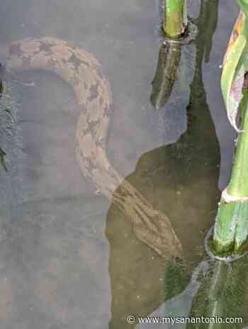 New San Antonio resident finds diamondback snakes along the River Walk, near Museum Reach - mySA