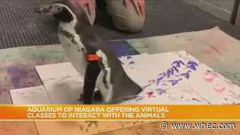 NY aquarium to host penguin painting sessions