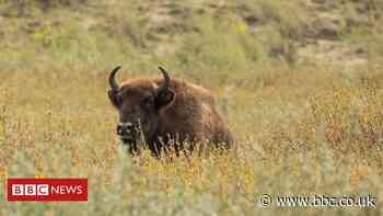 European bison to be introduced into Kent woodland