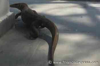 Monitor lizard spotted in Delhi! Is the reptile venomous? Where is it commonly found? Check details