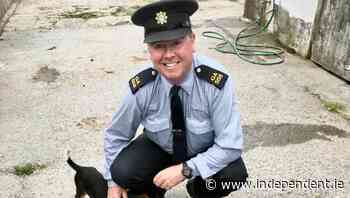 Gardaí catch puppy thief on the way to Belfast ferry after two-week search for fox hounds from Co Galway - Independent.ie