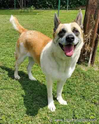This July discount can help Houston’s senior pets find ‘fur’-ever homes, you a new friend - KPRC Click2Houston